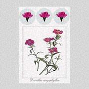  Pressed Floral Designed Greeting Card 