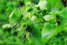 Arctium lappa L. Extract