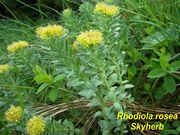 Rhodiola rosea Extract