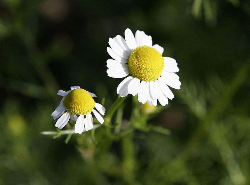 Chamomile Extract / Apigenin