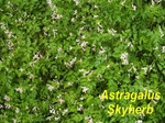 Astragalus Extract