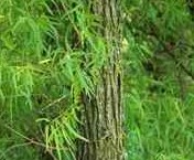 white willow bark extract