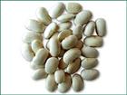 white kidney bean extract