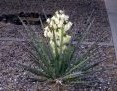 Yucca extract