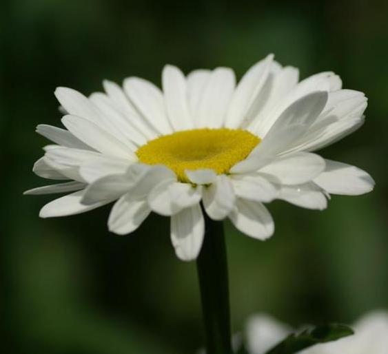 pyrethrum extract