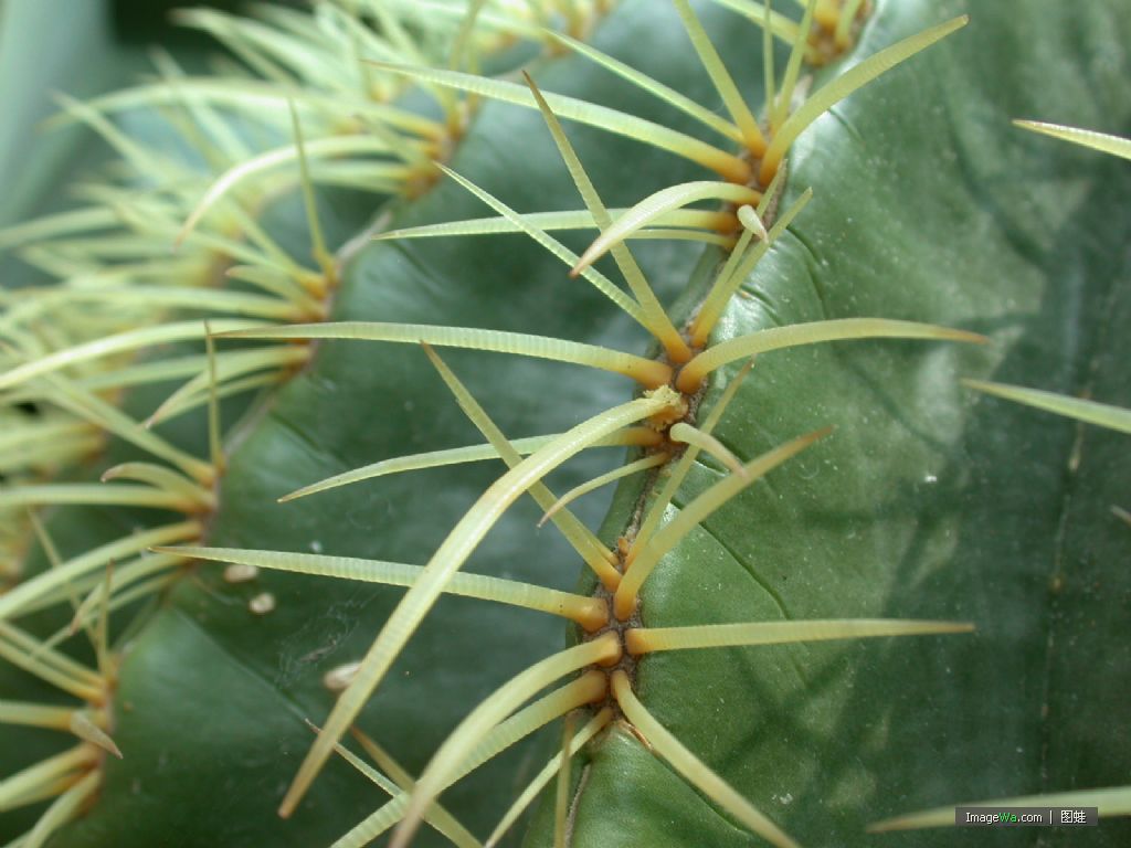 cactus extract