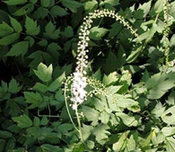 black cohosh extract