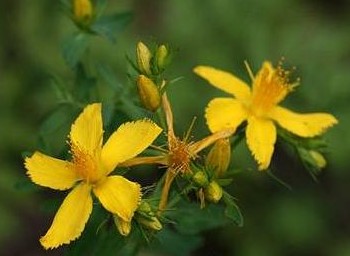 St.John's Wort extract