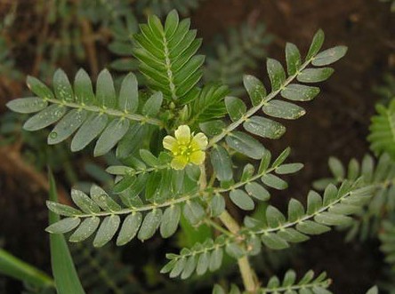 tribulus terrestris extract