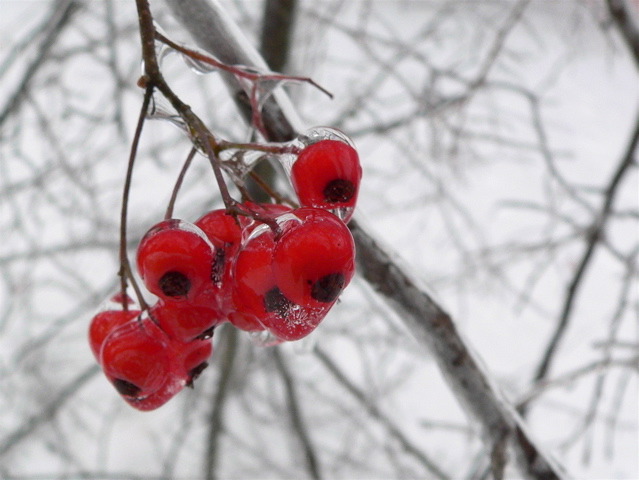 hawthorn berry extract