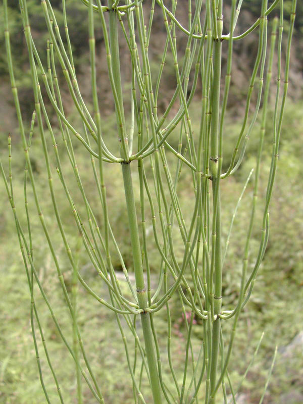 Horsetail extract