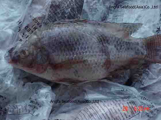 WHOLE ROUND TILAPIA