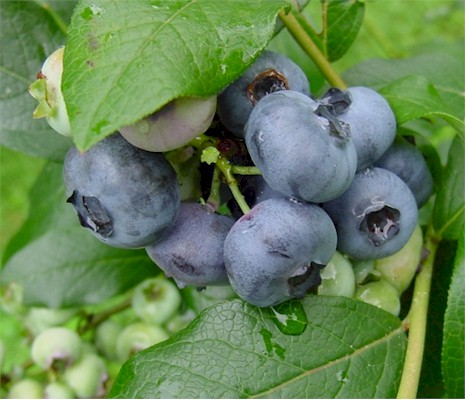 Fresh and Frozen Blueberries