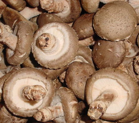 Shiitake