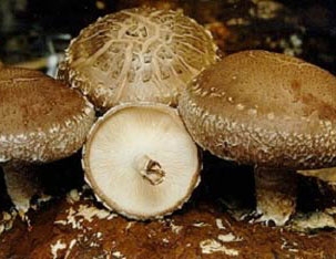 Shiitake Mushroom Extract Powder(Lentinus edodes)