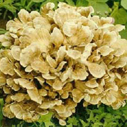 Maitake Mushroom Extract Powder(Grifola Frondosa)