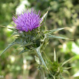 Milk Thistle Extract Powder(Silybum marianum)