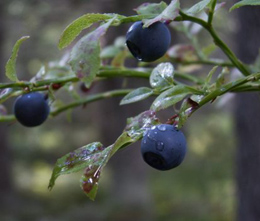 European Bilberry  Extract  Powder(Vaccinium myrtillus)