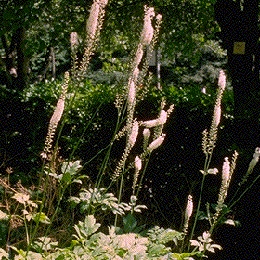 Black Cohosh  Extract Powder(Cimicifuga racemosa)