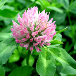 Red Clover Extract Powder(Trifolium pratense)