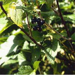 Black Currant Powder.Extract