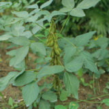 Soybean Extract/Glycine max(L.)Merr./