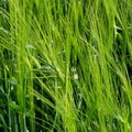 Barley Grass Extract/Hordeum vulgare