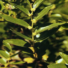  Chinese Date Extract/Ziziphus jujuba Mill