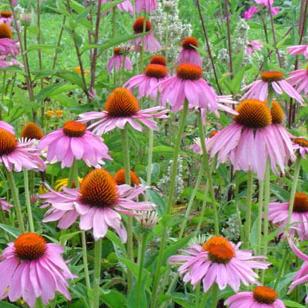 Echinacea purpurea P.E.