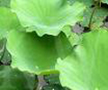 Lotus Leaf P.E.