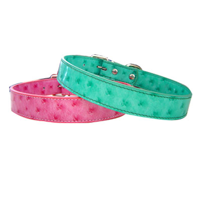 Pet Collars and Leads