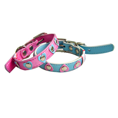 Pet Collars and Leads