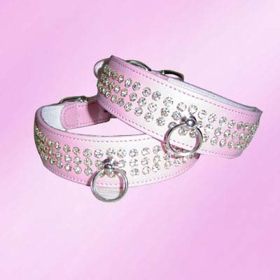 Custom Dog Collar