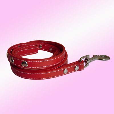  Dog Collar