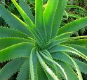 Aloe Vera for Inner, Outer Beauty