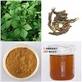 Siberian Ginseng Extract--MSN:arene06@live.cn