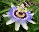 Passion flower Extract--MSN:arene06@live.cn