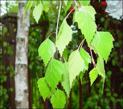 Birch leaves extract--MSN:arene06@live.cn