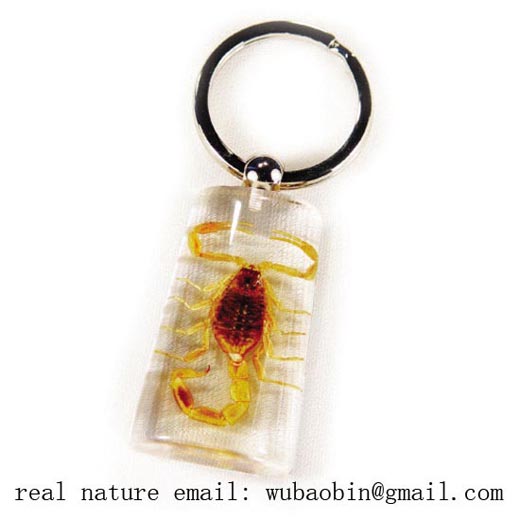 Real insect amber keychain 