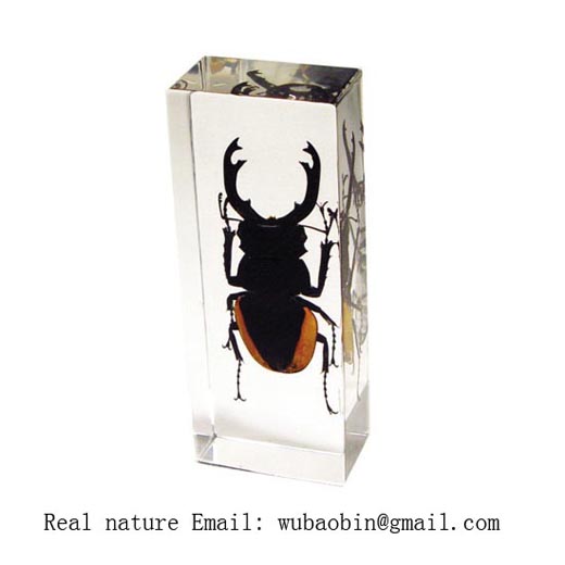 Real insect amber paperweight