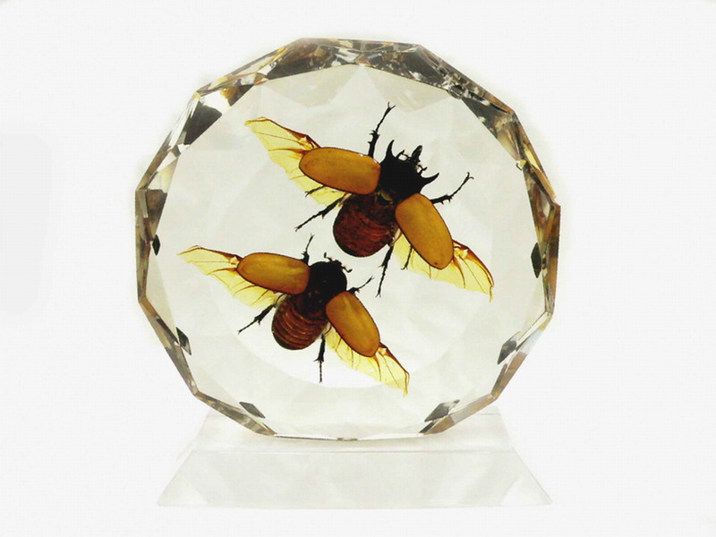  Real insect amber paperweight