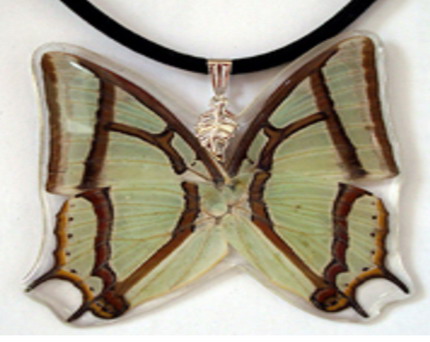  Real butterfly jewelry 