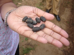 Jatropha Curcas Seeds (Crushing Purpose)