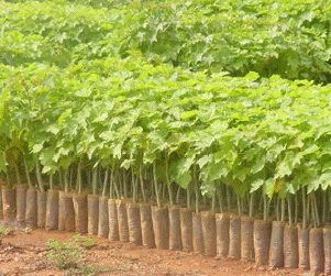 Jatropha Saplings