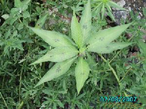 Rhaponticum Carthamoides Extract