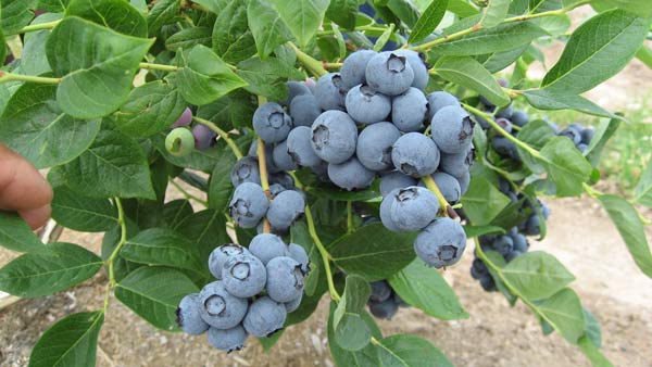 Blueberry extract