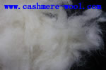 wool waste,carpet grade raw wool