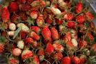 Fragaria orientalis extract 