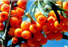 Hippophae rhamnoides Extract