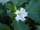 Datura metel extract